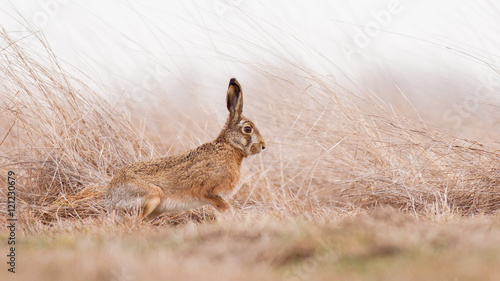 Fotografia, Obraz European brown hare-lepus europeaus