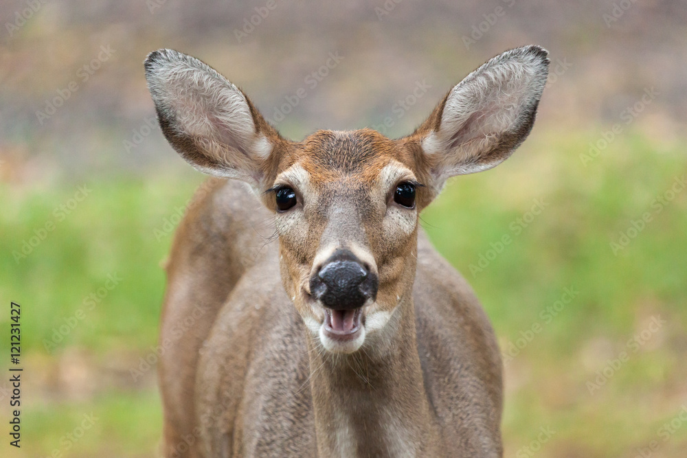 Whitetail Deer Doe Smiling at Camera