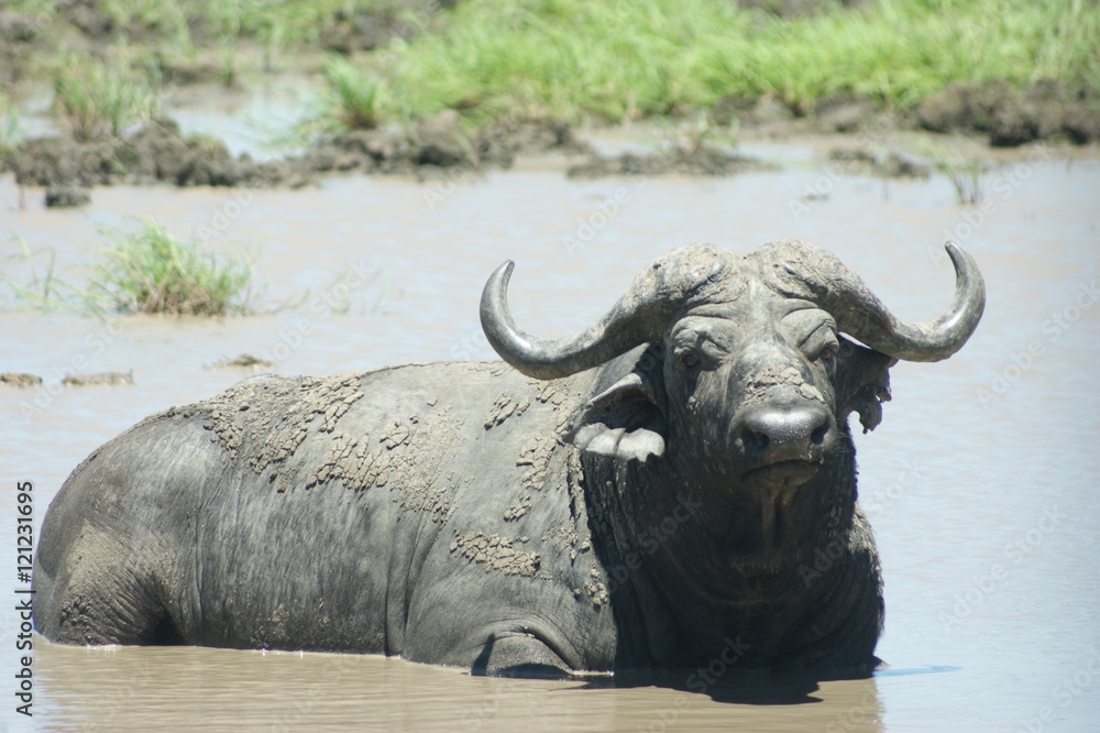 Obraz premium Buffalo