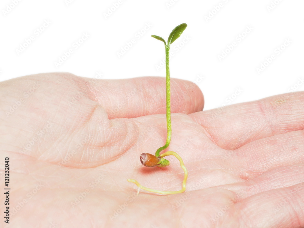 Beautiful little green plant sprouting from a seed inside a humans hand, isolated on white Beautiful little green plant sprouting from a seed inside a humans hand, isolated on white