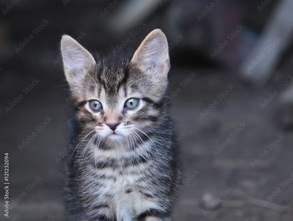 Adorable kitten outdoors