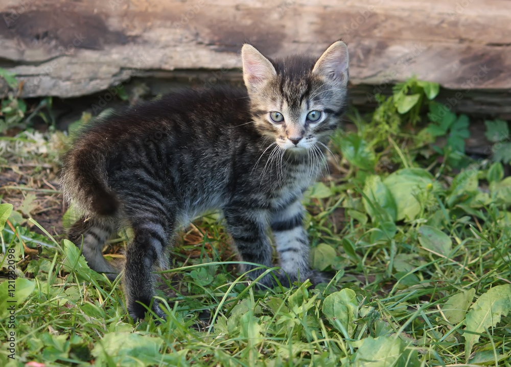 Adorable kitten outdoors Adorable kitten outdoors