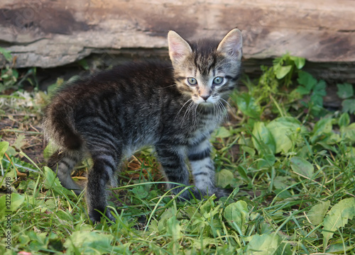 Wallpaper Mural Adorable kitten outdoors Torontodigital.ca