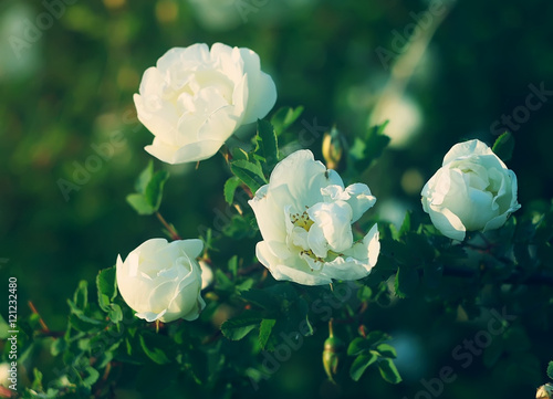 Flowers of briar white rose photo