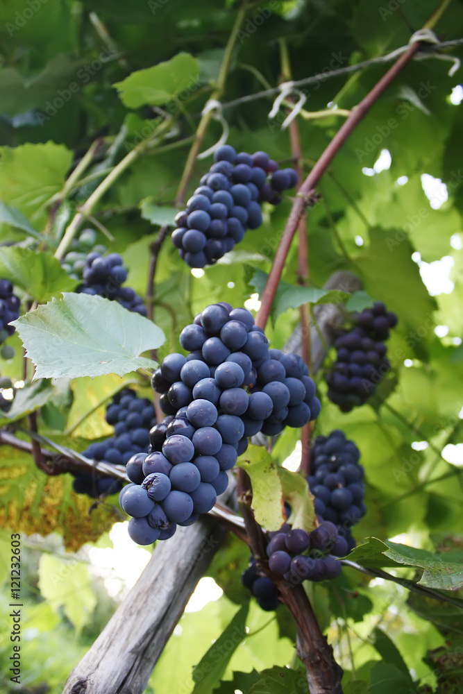 Ripe grapes outdoors