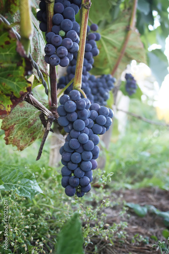 Ripe grapes outdoors