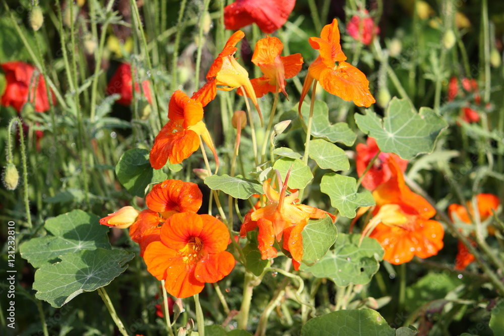 Orange Bloomed Nasturtium in Garden