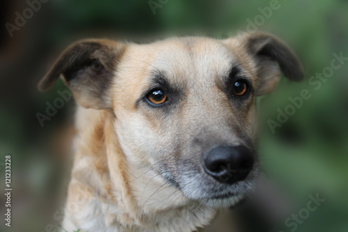 mongrel dog portrait very