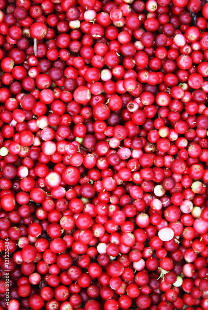 Fresh ripe cranberries. Fresh ripe cranberries.