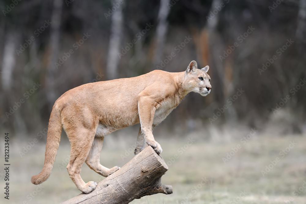 Fototapeta premium Puma stoi na drzewie