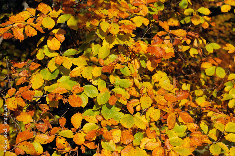 Autumn background. Autumn leaf Autumn background. Autumn leaf