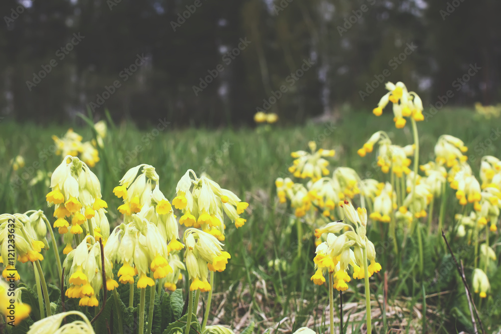 Obraz premium Golden yellow flowers of Primrose