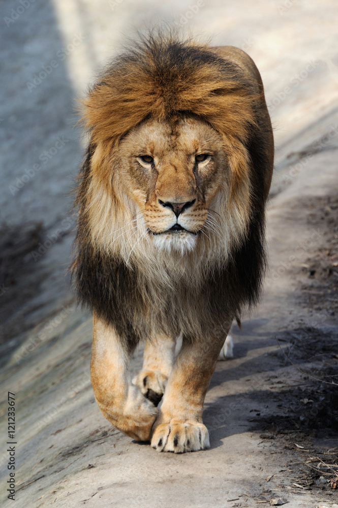 Naklejka premium Lion portrait