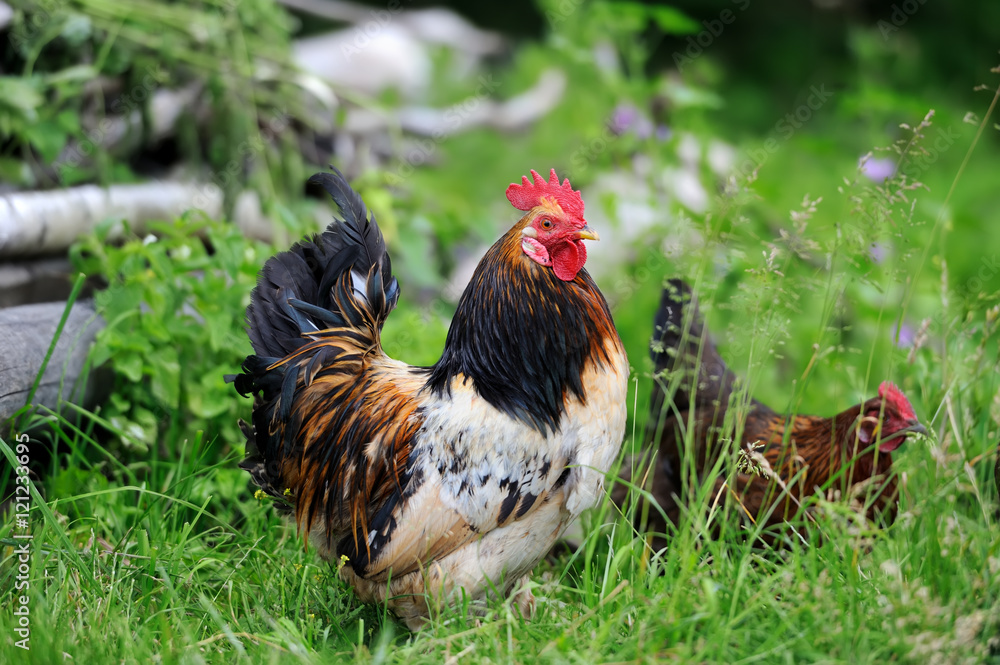 Fototapeta premium Rooster in farm