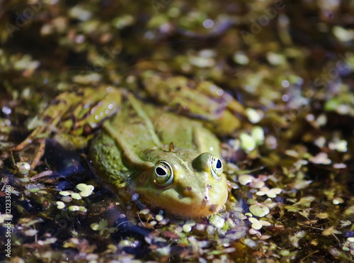 Green frog in the pond © pictures_for_you