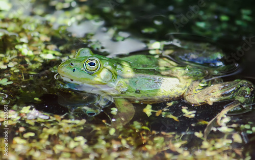 Green frog in the pond © pictures_for_you