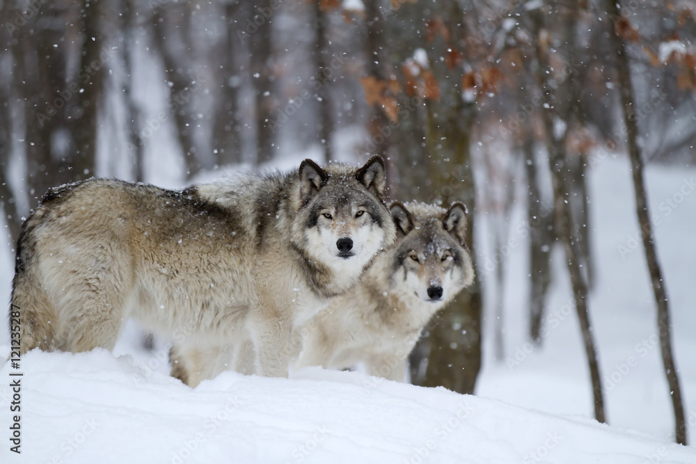 Naklejka premium Timber wolves or Grey wolves (Canis lupus) walking through the snow in a Canadian winter