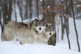 Timber wolves or Grey wolves (Canis lupus) walking through the snow in a Canadian winter