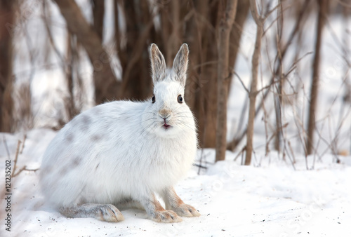 Snowshoe hare or Varying hare (Lepus americanus) standing in a snowy meadow in winter in Canada