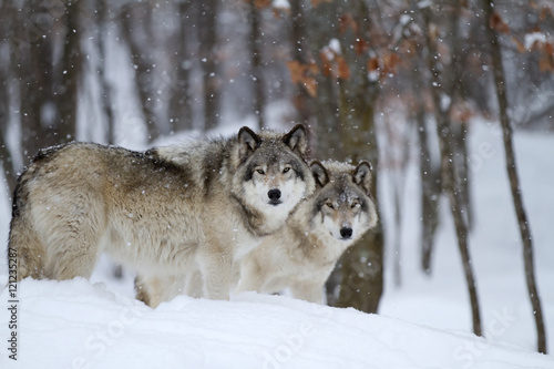 Timber wolves or Grey wolves (Canis lupus) walking through the snow in a Canadian winter