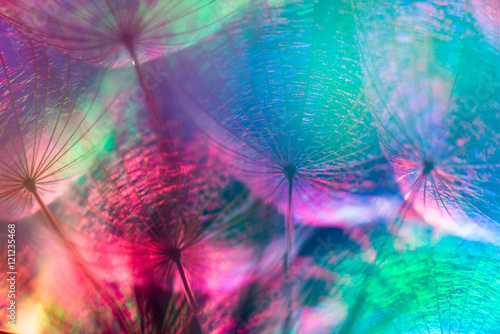 Colorful Pastel Background - vivid abstract dandelion flower