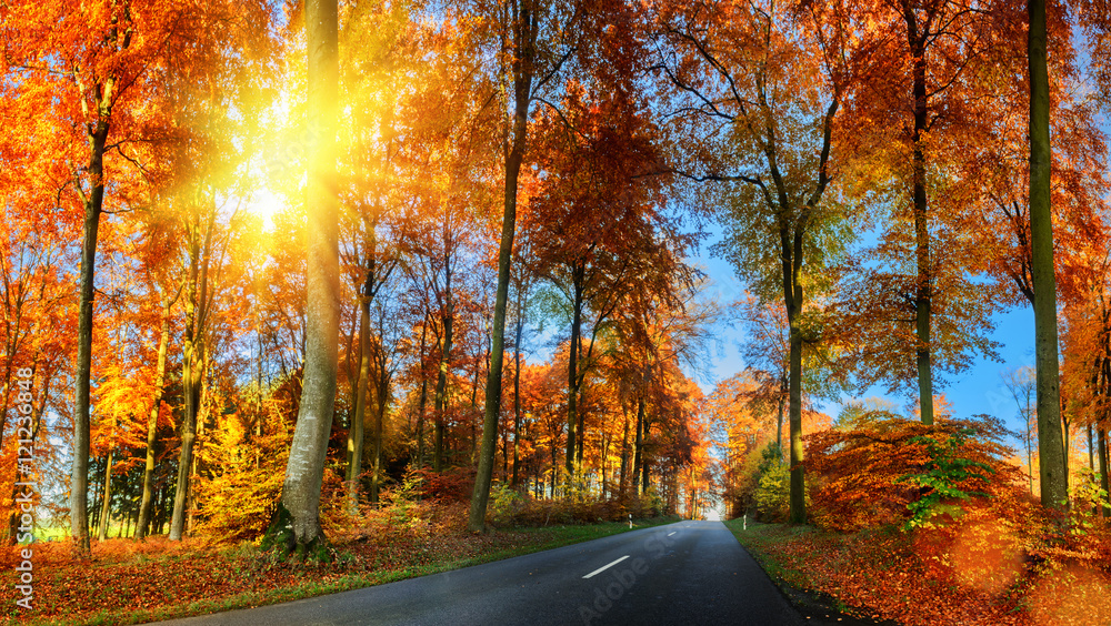 Autumn landscape with country road in orange tone. Nature backgr