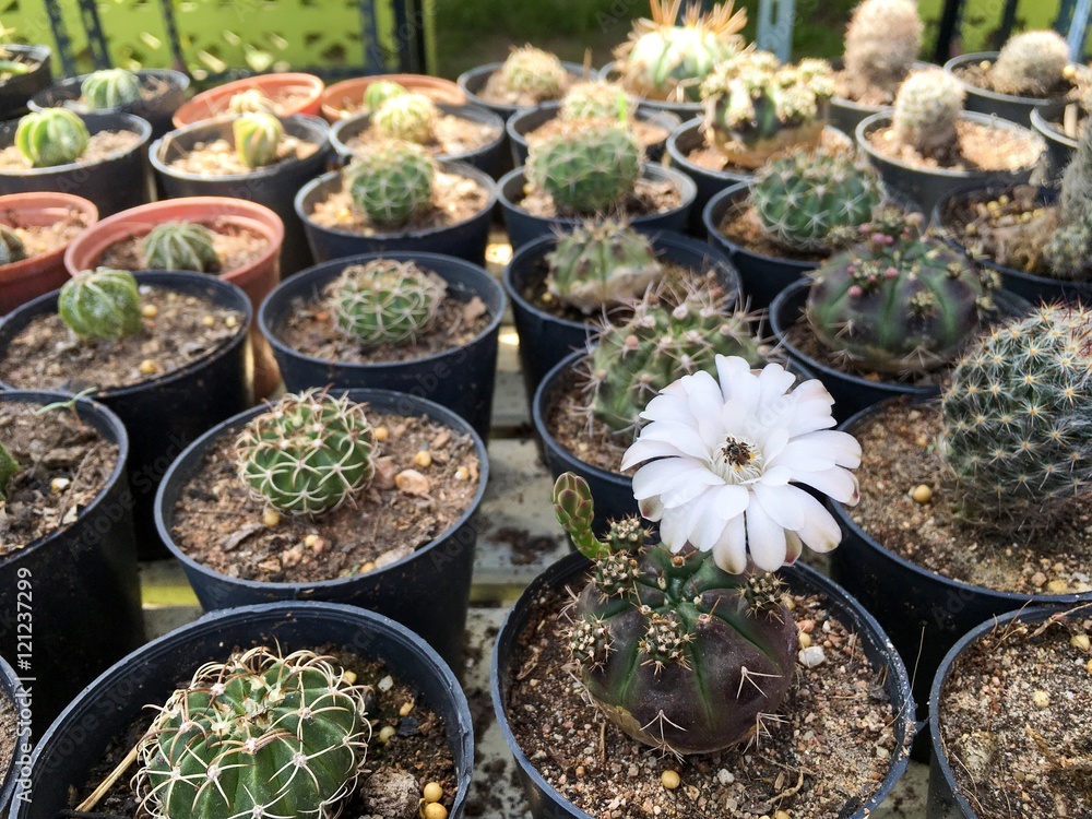 bloom white cactus flower in cactus garden
