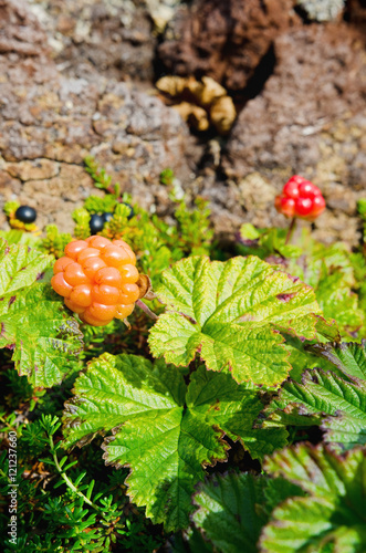 cloudberries on the beach