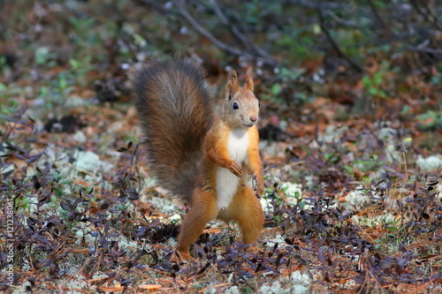Sciurus vulgaris. Squirrel stands and stares © pisotckii