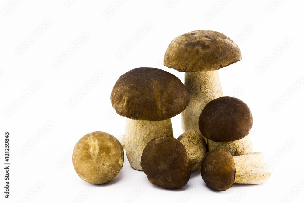 Collection of Summer bolete mushroom isolated on white background Collection of Summer bolete mushroom isolated on white background