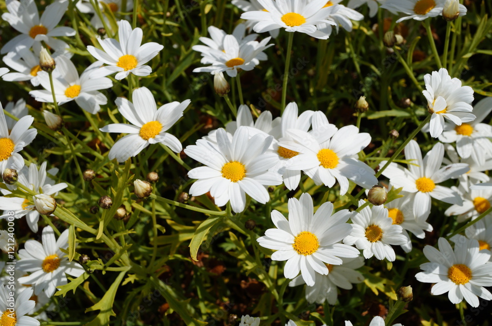 Fototapeta premium White daisy flowers with yellow centers
