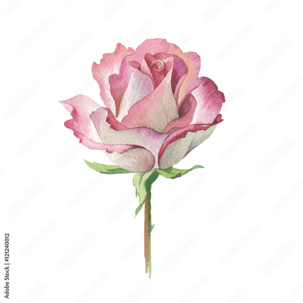 Wildflower rose flower tattoo in a watercolor style isolated. Full name of  the herb: rose, platyrhodon, rosa. Aquarelle flower could be used for  background, texture, pattern, frame or border. Stock Illustration |