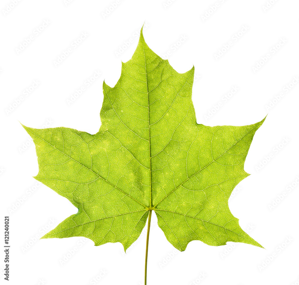 Green maple leaf isolated on white bckground. Green maple leaf isolated on white bckground.