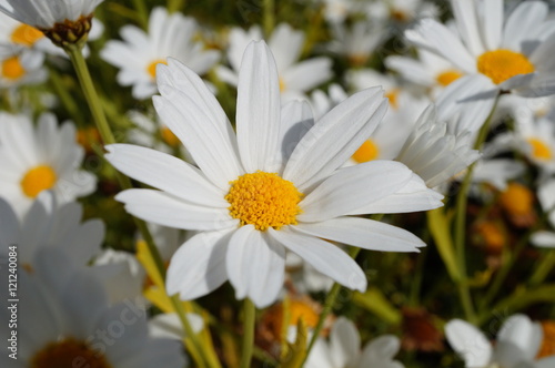 White daisy flowers with yellow centers