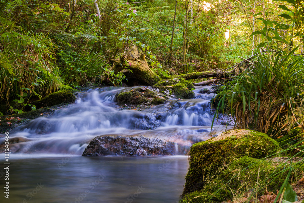 Fototapeta premium Fluss im Schwarzwald Sommerstimmung