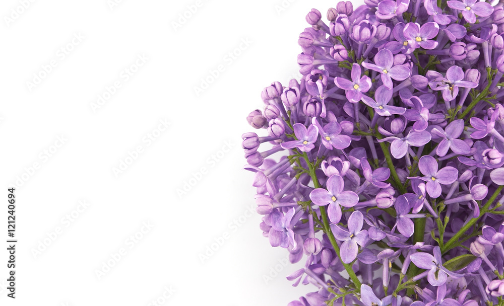Lilac blossom isolated on white background with empty space for Lilac blossom isolated on white background with empty space for