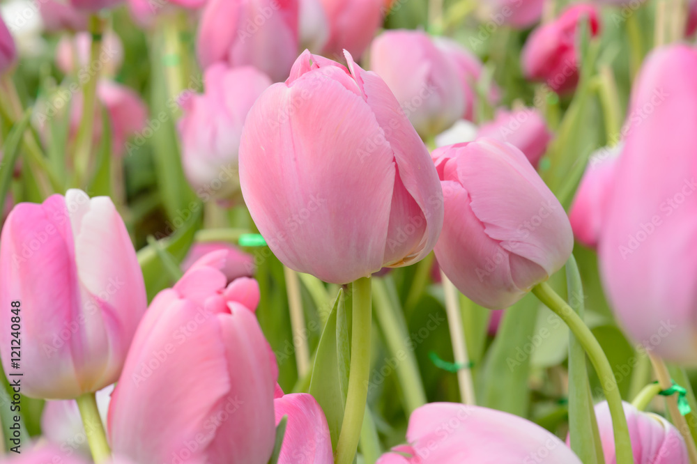 Fototapeta premium colorful tulips. tulips in spring,colourful tulip.