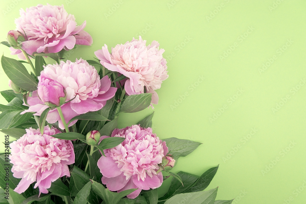 Pink peony flower on green background with copy space for greeti
