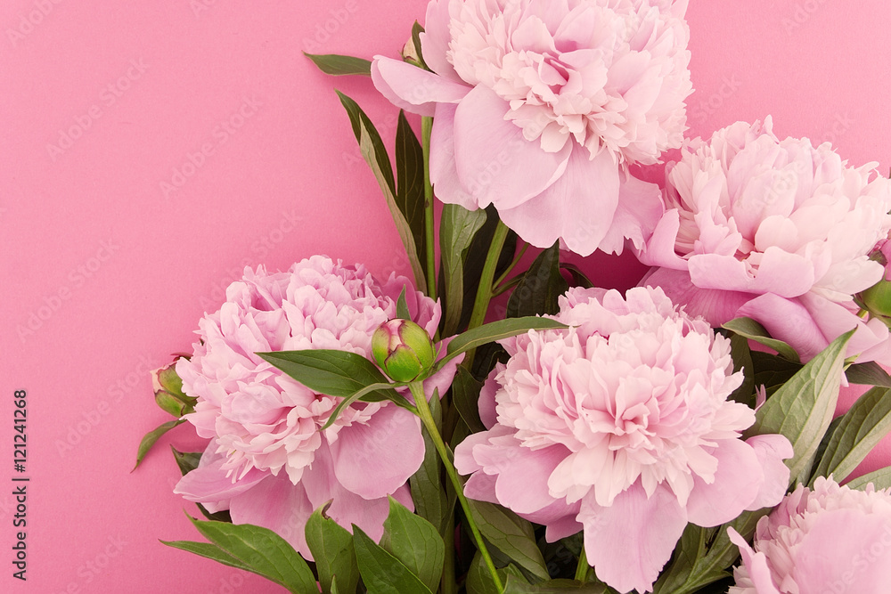 Pink peony flower on pink background with copy space