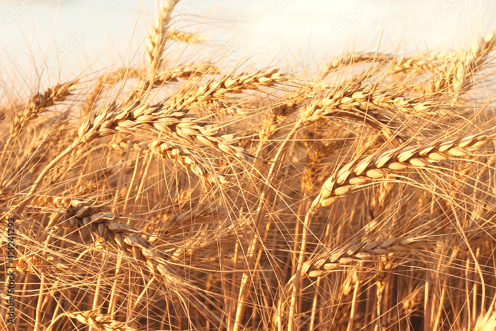 Fototapeta premium Ripe yellow ears of wheat.