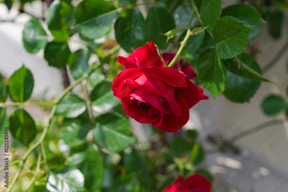 Red rose flower on the rose bush in the summer garden