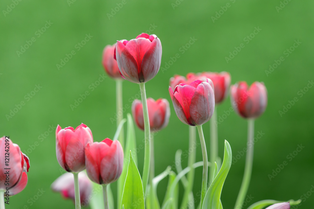 Fototapeta premium colorful tulips. tulips in spring,colourful tulip.