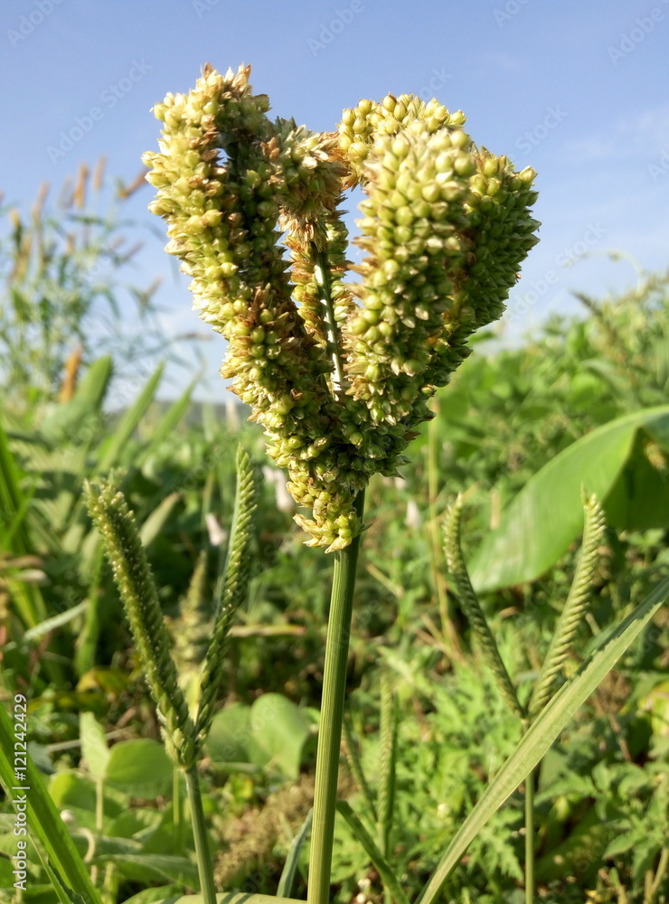 Eleusine coracana (Ragi) Eleusine coracana (Ragi)