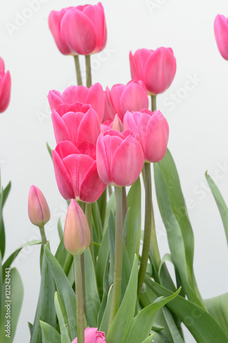Wallpaper Mural colorful tulips. tulips in spring,colourful tulip. Torontodigital.ca