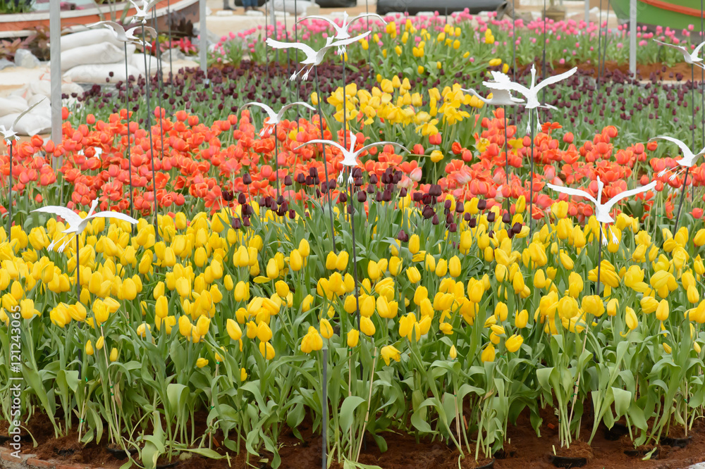 Fototapeta premium colorful tulips. tulips in spring,colourful tulip.