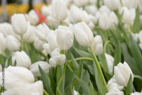 colorful tulips. tulips in spring,colourful tulip.