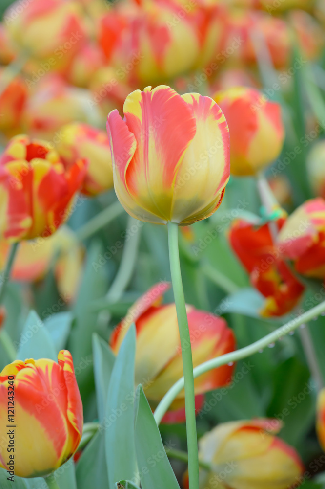 colorful tulips. tulips in spring,colourful tulip. colorful tulips. tulips in spring,colourful tulip.