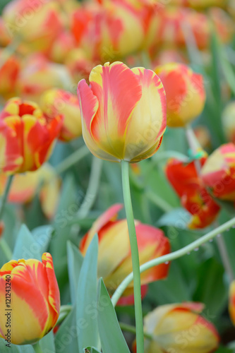 colorful tulips. tulips in spring colourful tulip.