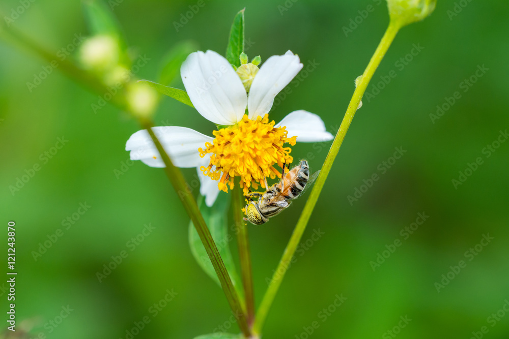 Hover fly collecting pollen on Bidens pilosa flower
Hover fly collecting pollen on Bidens pilosa flower
