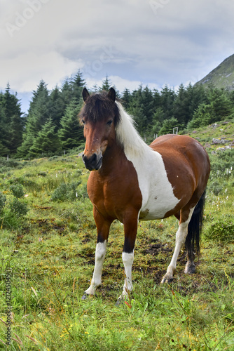Brown horse with white patches in a meadow